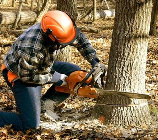 Tree Removal in Pisgah Forest, NC